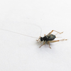 CollectionObject 1584021; 06d88572-1e7e-4791-8fbc-b01a22c06af6: male. (CollectionObject).