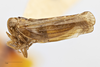 Habitus, lateral view: !! display not done !! on Caudibeccus carlota (Myers, 1928): (Observation).