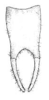 Pl. III, Fig. 9. male subgenital plate, ventral view. Depicts Melanonotus powellorum Rentz, 1975, an Otu.