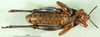 CollectionObject 1501166; 804c3704-dac8-4464-820d-e9cb5f9646dd, DORSA BA000440S01: male, ventral view (holotype of Nocaracris cyanipes tristis). (CollectionObject).
