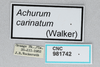 CollectionObject 2775443; CNCI 981742, bbb55178-be37-4178-9eeb-990a6a9ee235: labels. (CollectionObject).