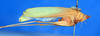 CollectionObject 1505894; 2042abfe-7bd1-4fb8-8984-2d71e8bca7d7: female, lateral view (holotype). (CollectionObject).
