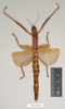 CollectionObject 1559743; e65ae62f-54c9-4e8e-9986-6b131a436fa2, NHMUK(SF IMPORT DUPLICATE) 845072: copyright Natural History Museum, London. female (paralectotype). (CollectionObject).