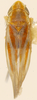 Habitus, dorsal view on Erythridula penelutea (Beamer, 1930): Habitus (holotype, KSEM collection). (Observation).
