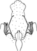 Aedeagus, ventral view: !! display not done !! on Erythroneura tricincta Fitch, 1851: Aedeagus, ventral view. (Observation).