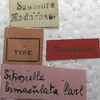 CollectionObject 1505883; 0a28199a-13ca-4420-bba7-cc786309cd7e: labels (syntype). (CollectionObject).;CollectionObject 1505884; e4ad7a68-92ad-43b9-a49c-2f62722b0196: labels (syntype). (CollectionObject).
