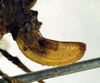 ovipositor (syntype). Depicts CollectionObject 1500249; ee59a0f0-810b-4739-8895-3fa999e04d9a, a CollectionObject.