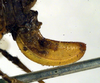 CollectionObject 1500249; ee59a0f0-810b-4739-8895-3fa999e04d9a, DORSA BTengminS01: ovipositor (syntype). (CollectionObject).