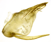 Pygofer, lateral view on Carapona eximia (DeLong & Freytag, 1975): Male [DZRJ]: pygofer, valve and subgenital plate, lateral view. (Observation).