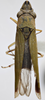 Habitus, dorsal view: !! display not done !! on Acrogonia virescens (Metcalf, 1949): Dorsal. (Observation).
