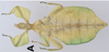CollectionObject 1591385; f1f17f14-ad56-4d8c-842d-ce49d688ab11: copyright RBINS, Brussels. female nymph (paratype). (CollectionObject).