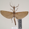 CollectionObject 1562087; NHMUK(SF IMPORT DUPLICATE) 844849, dfe18c8e-6df1-48ea-a379-aae4ca4b8d1f: copyright Natural History Museum, London. female (syntype). (CollectionObject).