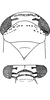 Head: !! display not done !! on Grypotes puncticollis (Herrich-Schäffer, 1834): Head, pro-, and mesothorax. (Observation).