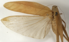 CollectionObject 1529813; aea8bd65-1ced-4a1d-a4a5-1eace7725258: female, dorsal view (holotype). (CollectionObject).