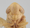 Head on Athysanella (Gladionura) rata Ball & Beamer, 1940: Head. (Observation).