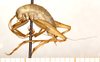 CollectionObject 1499222; b0cd27fa-839f-4454-bbcd-36406b827e64: male, lateral view (holotype). (CollectionObject).
