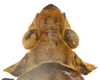 Head on Atracodes indutus (Melichar, 1902): (Observation).