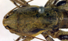 CollectionObject 1501869; 7fc097e0-7036-4b2d-a0d3-e00cd234ca90: male pronotum, dorsal view (syntype). (CollectionObject).