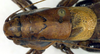 CollectionObject 1502735; 66324866-bac3-4cbd-b0a2-5c9b8d13cec4: male pronotum, dorsal view (paratype). (CollectionObject).