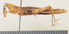 CollectionObject 1571050; 8b87500f-ba77-4429-a7f0-50cc17746ec8: female, lateral view (paratype of Pseudogeloius mahafalensis). (CollectionObject).