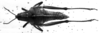 CollectionObject 1501885; 0955dc2a-b556-4682-bfd4-c94f5a133383: [mirror image]. female, dorsal view (paralectotype). (CollectionObject).