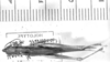 CollectionObject 1524435; 60c4fcd9-0c3a-4b01-8f9b-fb7c0ddab51d: male, dorsal view (holotype). (CollectionObject).