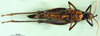 CollectionObject 1502246; 4a79cc94-9e8f-4e61-836a-a8003b5c4e7b: female, ventral view (syntype). (CollectionObject).