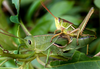 Staleochlora viridicata orientalis Roberts & Carbonell, 1992: male atop female. (Otu).