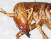 CollectionObject 1531296; c91e1f09-30d7-470c-983c-8e6929d4ea16: female head and pronotum, lateral view (holotype). (CollectionObject).