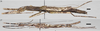 CollectionObject 1583666; MMUE(SF IMPORT DUPLICATE) F3476.26, 54be5d76-b9a1-474a-a20f-b0615b6bf858: copyright MMUE. female (holotype) above, male (paratype) below. (CollectionObject).