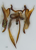 Aedeagus, ventral view: !! display not done !! on Scaphytopius meridianus Hepner, 1946: U. S. National Museum (photo: J. N. Zahniser). (Observation).