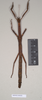 Hermagoras hosei Kirby, 1896: copyright Natural History Museum, London. female of synonym Hermagoras cristatus (holotype). (Otu).