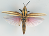CollectionObject 1534027; 010c6ecf-2c00-49e4-bd3a-c9683d0a2c20: female, dorsal view (holotype of Ochrophlebia proxima). (CollectionObject).