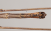 CollectionObject 1562680; 6f7f5019-95bd-4d8e-91c9-7df77099b759: copyright AMSA. male: end of abdomen, ventral view (holotype). (CollectionObject).