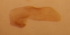 Subgenital plate, ventral view on Carnoseta colomella (DeLong, 1981): Male paratype [OSU]: subgenital plate, ventral view. (Observation).