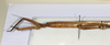 CollectionObject 1557860; a178da17-f9d0-493e-bf87-45c3bd0ed9de: copyright MHNG Geneva. female: head & thorax, lateral view (syntype). (CollectionObject).