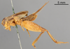 CollectionObject 1522762; 9a34b759-a794-4c10-ad3c-46e7e7871c76: Male, lateral view (syntype of Gryllus saussurei). (CollectionObject).