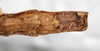CollectionObject 1560986; NMW 226', 8de495e3-eb6f-4cf5-8b79-e42880f02ec9: copyright NMW, Vienna. female: end of abdomen, ventral view of Perliodes nigrogranulosus (syntype). (CollectionObject).