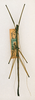 CollectionObject 1563202; 9b4fe62c-bd59-4887-9f2d-a4ac47e3441d: copyright ANSP. male (paratype). (CollectionObject).
