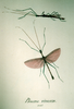 Marmessoidea vinosa (Audinet-Serville, 1838): from Charpentier 1845. male. (Otu).