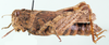 Rhachitopis crassus (Walker, 1870): female, lateral view. (Otu).