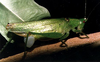 Subria sylvestris Naskrecki & Morris, 2000: female (with spermatophore). (Otu).