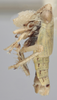 Habitus, lateral view on Athysanella (Athysanella) utahna Osborn, 1930: Lateral. (Observation).