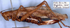 CollectionObject 1531827; ed9f1ae1-67b3-47a9-b072-c0b59f50b706: female, lateral view (holotype). (CollectionObject).