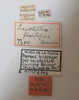 CollectionObject 1533429; 4d810f66-2626-4400-ac5f-3223257ee5af, USNM #9749: labels (lectotype). (CollectionObject).