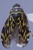 Habitus, dorsal view: (Observation).