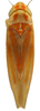 Habitus, dorsal view on Erythridula brundusa (Robinson, 1924): Habitus (INHS collection). (Observation).