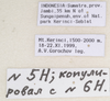 CollectionObject 1577049; 313d62c4-8fe0-4fea-ac1c-777a0eb59eda: copyright ZIN St. Petersburg. male, data labels (holotype). (CollectionObject).