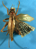 CollectionObject 1516640; 476fc3ec-b54f-4902-aab2-cec0a4894594: female, dorsal view (holotype of Gryllacris kledangensis). (CollectionObject).