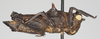 CollectionObject 1573377; NNM RMNH.INS 968003, 2ec3399e-624e-4be1-bb1d-418bcadf5ea4: male, lateral view (holotype). (CollectionObject).